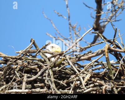 Weißkopfseeadler im Nest: Ein Weißkopfseeadler, der in ihrem Vogelnest sitzt. Stockfoto