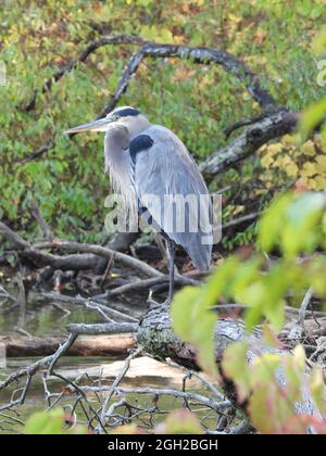 Blaureiher: An einem Herbsttag steht ein großer Blaureiher-Vogel auf umgestürzten Ästen am Seeufer, dessen Hals in seinen Körper gerollt ist Stockfoto