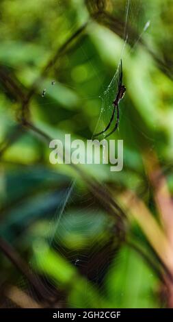 Ein Makrobild einer Gartenspinne im Netz Stockfoto