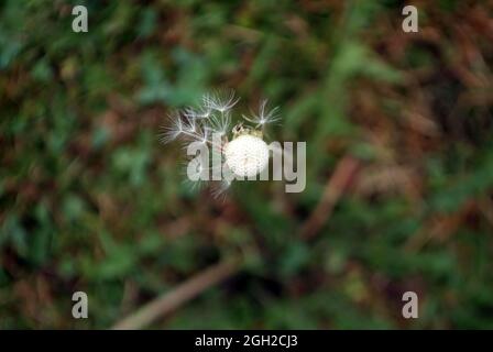 Alter Dandelion fast ohne Samen, im Sommer Stockfoto