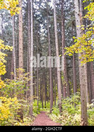 Curving Path through Norway Fichtenbäume mit Waldblättern Anzeigen Herbstfarben von Gelb im frühen Herbst Stockfoto