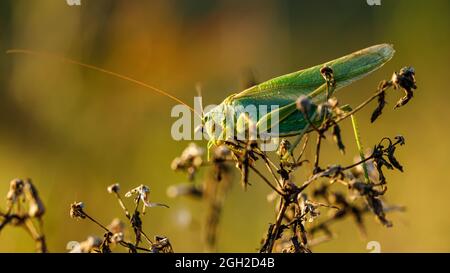 Eine grüne große Bush Cricket Stockfoto