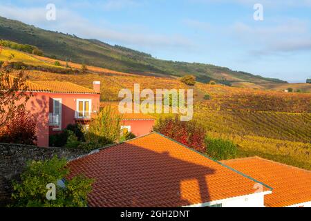 Blick auf rotes Haus in einem kleinen Dorf im Douro Flusstal und bunte hügelige Treppenstufen terrassierten Weinbergen im Herbst, Wein-und Hafenindustrie in Stockfoto