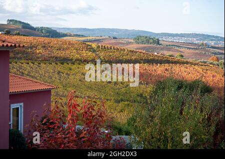 Blick auf rotes Haus in einem kleinen Dorf im Douro Flusstal und bunte hügelige Treppenstufen terrassierten Weinbergen im Herbst, Wein-und Hafenindustrie in Stockfoto