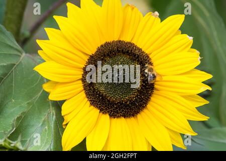 Sonnenblumenbiene, Helianthus annuus 'Harlequin' Stockfoto