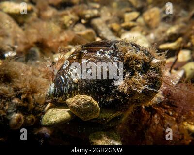 Nahaufnahme einer blauen Muschel, Mytilus edulis, in kalten nordeuropäischen Gewässern Stockfoto