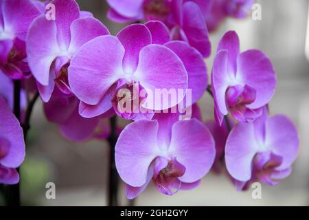 Purpurne Orchideenblüte phalaenopsis, phalaenopsis oder falah auf weißem Hintergrund. Lila phalaenopsis Blumen auf der rechten Seite. Bekannt als Schmetterling Orchideen. Stockfoto