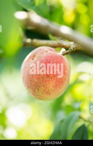 Pfirsiche auf dem Baum mit Blättern Stockfoto