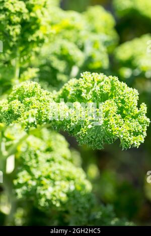 Frische Grünblätter im Garten Stockfoto