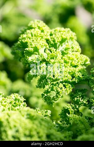 Frische Grünblätter im Garten Stockfoto