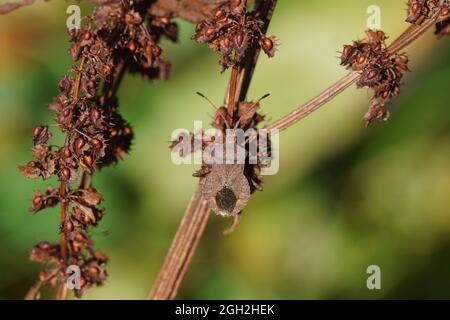 Andockwanze (Coreus marginatus), Familie Coreidae auf verblichenem bitterem Andock (Rumex obtusifolius), Familie der Knospen (Polygonaceae). Holländischer Garten, Ende Sommer, Stockfoto