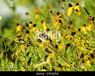 Goldfinch on Flower: Ein amerikanischer Goldfink, der am frühen Morgen auf einer schwarzen Susan-Blütenknospe thront Stockfoto