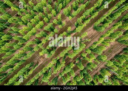 Luftaufnahme Anbau und Ernte von Hopfen in Herefordshire Großbritannien Stockfoto