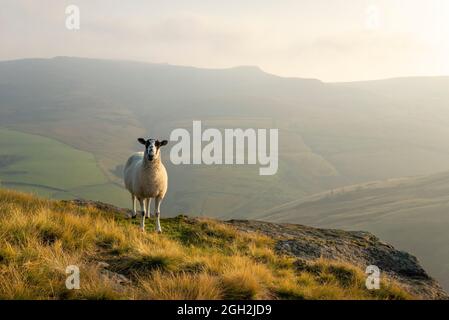 Lone Schafe in den Hügeln des Peak District an einem schönen Herbstmorgen, Hayfield, Derbyshire, England. Stockfoto