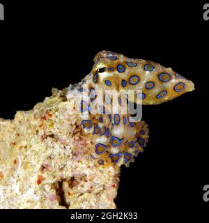 Blauberingter Krake (Hapalochlaena lunulata). Raja Ampat, Westpapua, Indonesien Stockfoto