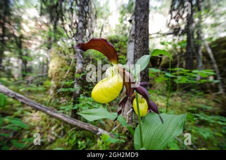 Nördliche Orchidee - Frauenschuh (Cypripedium calceolus) Stockfoto