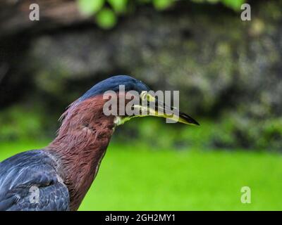 Reiher auf der Jagd: Ein grüner Reiher-Vogel beobachtet den mit Entenkraut bedeckten Teich unten auf der Jagd nach einem Fisch Stockfoto