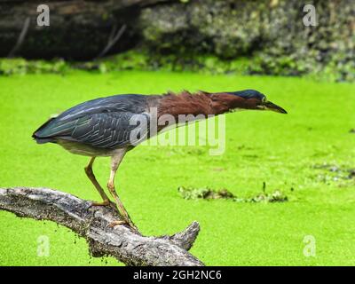 Reiher auf der Jagd: Ein grüner Reiher-Vogel streckt den Hals aus, bereit, den mit Entenkraut bedeckten Teich unten zu schlagen, um einen Fisch zu fangen Stockfoto