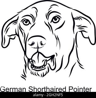 Deutsch Kurzhaar Zeigerportrait Hund in Linie Stil - Pet Portrait in Light Style Kopf isoliert auf weiß - Vektor Stock Stock Vektor