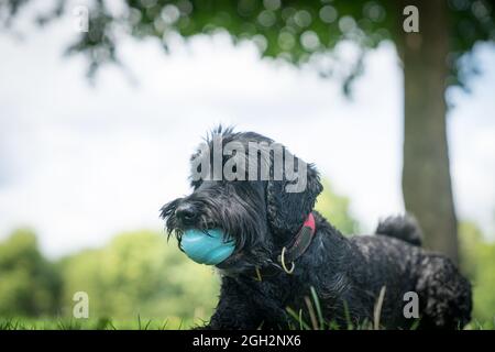 Schwarzer Hund auf dem Rasen mit blauem Ball in Mount gehorsam warten. Stockfoto