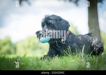 Schwarzer Hund auf dem Rasen mit blauem Ball in Mount gehorsam warten. Stockfoto