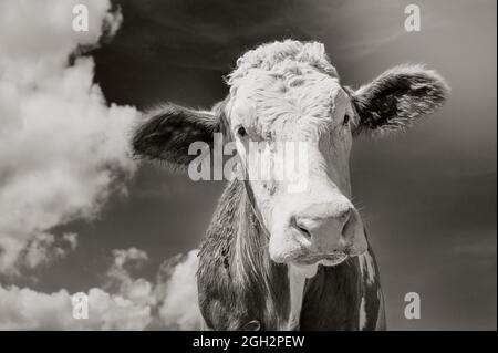 Kuhportrait, Nahaufnahme in Schwarz-Weiß Stockfoto