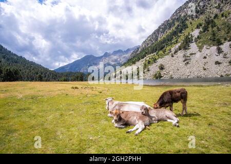 Herde von Kühen mit einigen Kälbern in einer Hochgebirgslandschaft in den Pyrenäen von Lleida, Estany Llong, Aiguestortes, Spanien Stockfoto