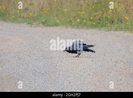 Zwei Krähen (corvus, Corvii) füttern von einer Kiessteinbahn in Wiltshire, Großbritannien Stockfoto