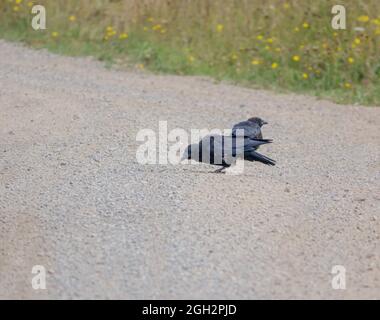 Zwei Krähen (corvus, Corvii) füttern von einer Kiessteinbahn in Wiltshire, Großbritannien Stockfoto