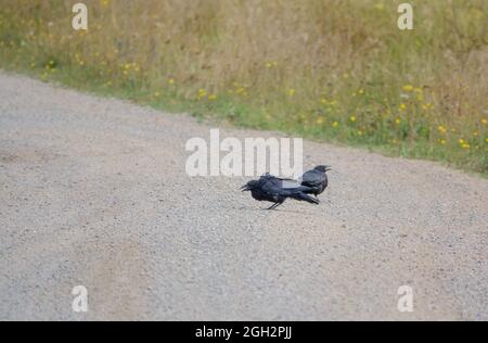 Zwei Krähen (corvus, Corvii) füttern von einer Kiessteinbahn in Wiltshire, Großbritannien Stockfoto