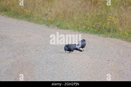 Zwei Krähen (corvus, Corvii) füttern von einer Kiessteinbahn in Wiltshire, Großbritannien Stockfoto