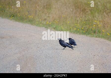 Zwei Krähen (corvus, Corvii) füttern von einer Kiessteinbahn in Wiltshire, Großbritannien Stockfoto