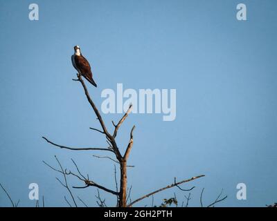 Fischadler auf dem Dead Tree: Ein Raubadler, der hoch auf einem toten Baum thront, mit einem klaren blauen Himmel im Hintergrund Stockfoto