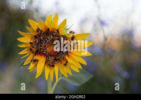 Wilde Bienen (Osmia Cornuta) schlafen im Morgengrauen auf einer Sonnenblume Stockfoto