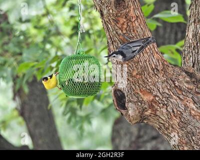 Vögel auf einem Futterhäuschen: Ein amerikanischer Goldfink und ein weissen Nuthatch fressen Sonnenblumenkerne aus demselben hängenden Vogelfutterhäuschen Stockfoto