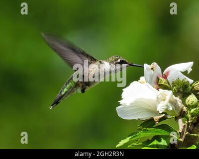 Kolibri ernährt sich von Blume im Flug: Ein rubentumpfter Kolibri ernährt sich während des Fluges von einer Rose der Sharon Hibiskusblüte Stockfoto