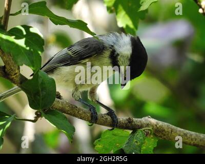 Chickadee Bird thront auf dem Zweig: Ein schwarz-kappiger Chickadee-Vogel sitzt auf einem Zweig und schaut nach unten Stockfoto