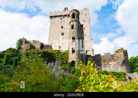 Ostwand und Turm einer mittelalterlichen Burg, bekannt als Blarney Castle in der Grafschaft Cork, Irland. Stockfoto