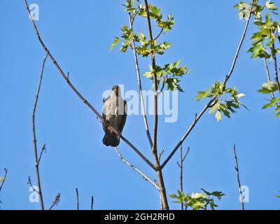 Grauer Vogel im Baum: Ein grauer Welsel sitzt in einem kleinen Baum mit ein paar Blättern darauf und einem leuchtend blauen Himmel im Hinterhof Stockfoto