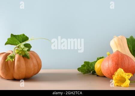 Bio frische reife Kürbisse auf modernem blau-beigem Papierhintergrund. Herbstbanner. Erntefutter für Thanksgiving Day oder Halloween Party. Stockfoto