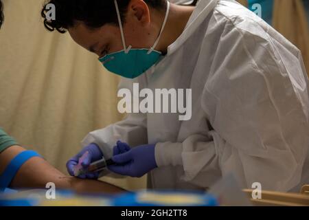 Spc. Miranda Solum, Laborantin des 528. Krankenhauszentrums, entnimmt Blut von einem afghanischen Evakuierten für Labortests in der medizinischen Screening-Einrichtung von Fort Bliss’ Doña Ana Complex, New Mexico, 2. September 2021. Das Verteidigungsministerium stellt über das Northern Command der USA und zur Unterstützung des Heimatschutzministeriums so schnell wie möglich Transport, vorübergehende Unterbringung, medizinische Vorsorgeuntersuchungen und allgemeine Unterstützung für mindestens 50,000 afghanische Evakuierte in geeigneten Einrichtungen, in permanenten oder temporären Strukturen bereit. Diese Initiative bietet den afghanischen Mitarbeitern eine wesentliche Unterstützung Stockfoto