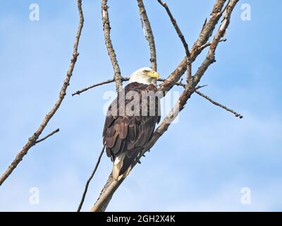 Amerikanischer Weißkopfseeadler: Ein amerikanischer Weißkopfseeadler schaut zur Seite, während er in einem toten Baum mit einem blauen Himmel im Hintergrund thront Stockfoto