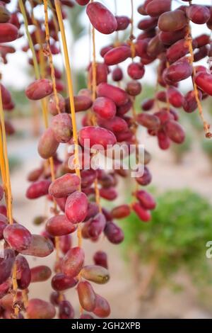 Reife Datteln auf einer Dattelpalme. Die Früchte in der freien Natur. Hochwertige Fotos Stockfoto