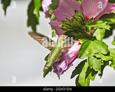 Kolibri und Blume: Der rubinkehlige Kolibri ernährt sich während des Fluges an einem hellen Sommertag von Nektar aus einer Hibiskusblüte Stockfoto