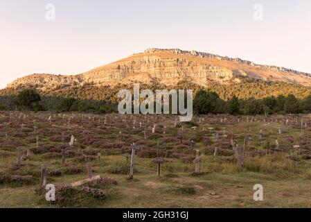 Alter Friedhof mit Holzkreuzen Stockfoto