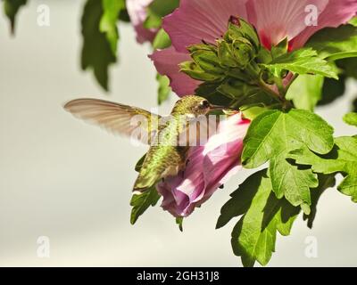 Kolibri und Blume: Der rubinkehlige Kolibri ernährt sich während des Fluges an einem hellen Sommertag von Nektar aus einer Hibiskusblüte Stockfoto