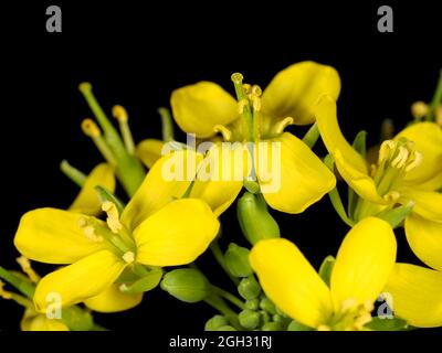 Komatsuna (Brassica rapa var. perviridis) blüht aus nächster Nähe Stockfoto