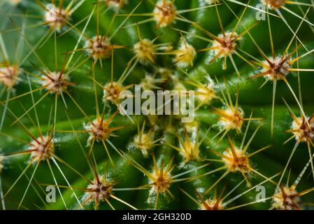 Makro-Foto von Nadeln eines Kaktus, Dornen eines Kaktus, Makro-Foto Stockfoto