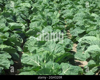 Rosenkohl wächst auf dem Feld Stockfoto