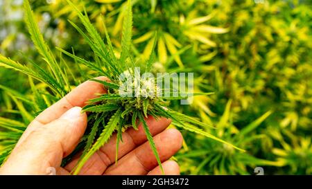 Marihuanapflanzenblüte zu mandurate Stockfoto